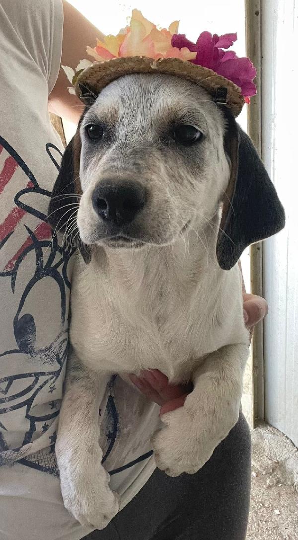 La Tenerissima Sirya